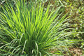 Lemongrass Seeds - 100 Seeds - Grow Lemon Grass Herb - Cymbopogon citratus