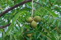 Black Walnut Tree 12-24" Tall Bare Root Juglans nigra - American Black Walnut Seedling