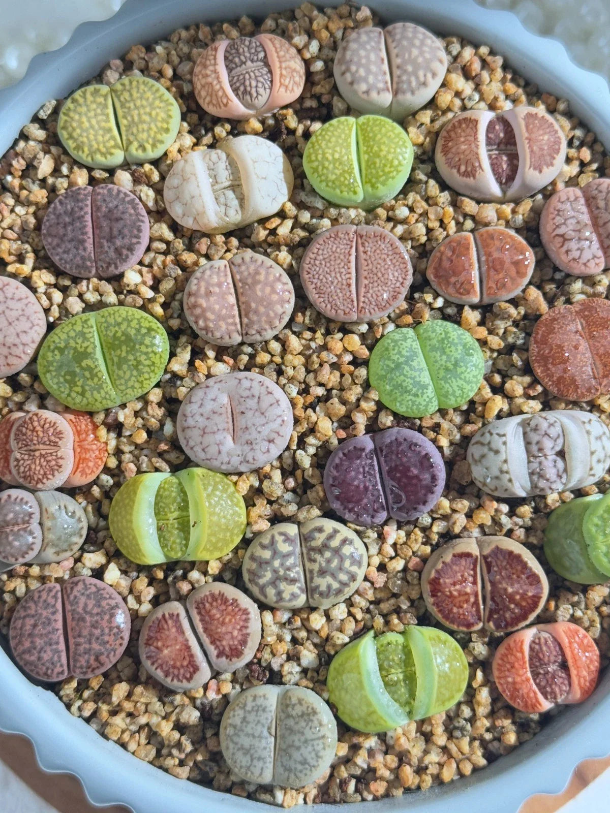 Live Lithops Succulents 10pc Assorted Bare Root Wedding Favors (0.6-0.8") - Unique Plants for Succulent Lovers