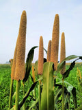Pearl Millet Grass Seeds - Pennisetum glaucum - Ornamental Grass for Planting - Drought-Resistant, Easy to Grow