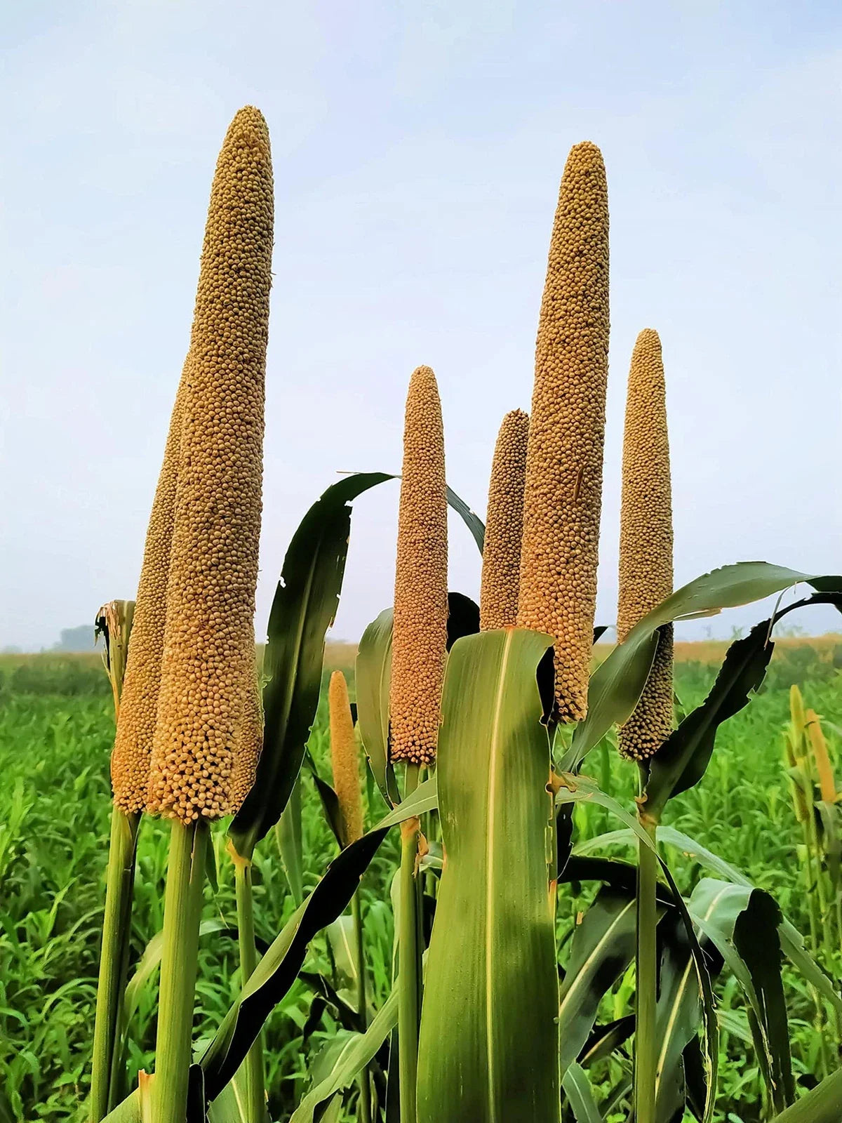 Pearl Millet Grass Seeds - Pennisetum glaucum - Ornamental Grass for Planting - Drought-Resistant, Easy to Grow
