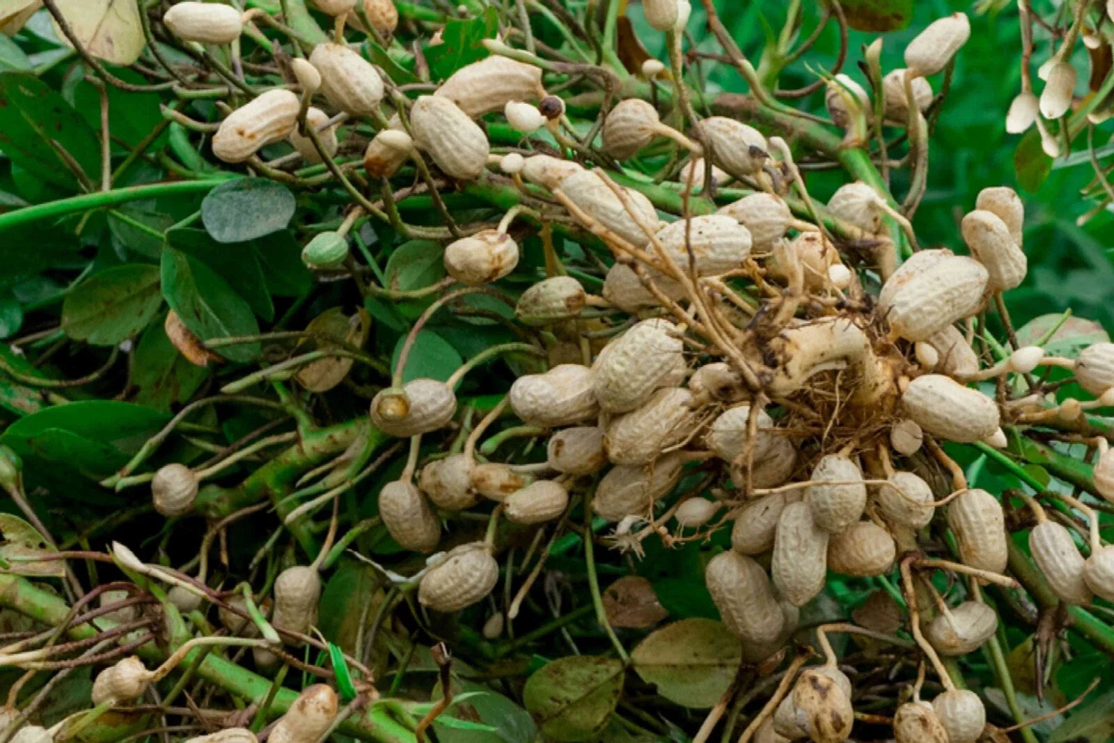Virginia Jumbo Peanut Seeds, Unshelled, Non-GMO, Peanut Butter Variety, Arachis hypogaea, Free Shipping