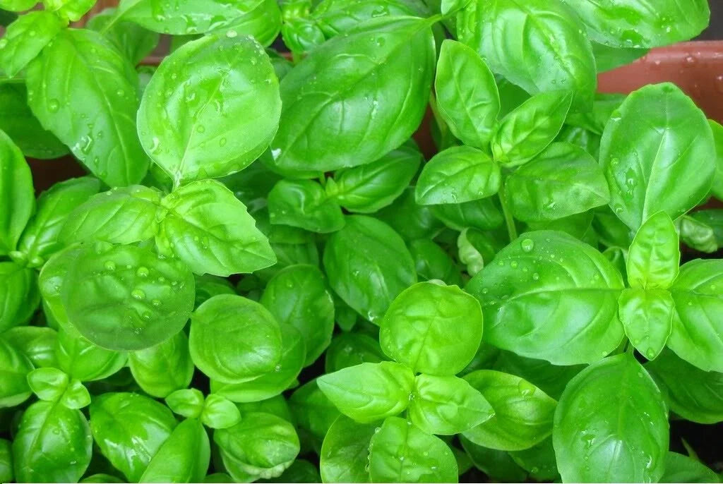 Sweet Basil Seeds - 100 to 5,000 Heirloom Seeds for Fresh Herb Garden - Great Aroma - Ocimum basilicum