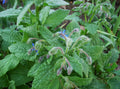 Borage Seed 250+ Seeds | Fresh Herb Seeds for Garden | Borago officinalis