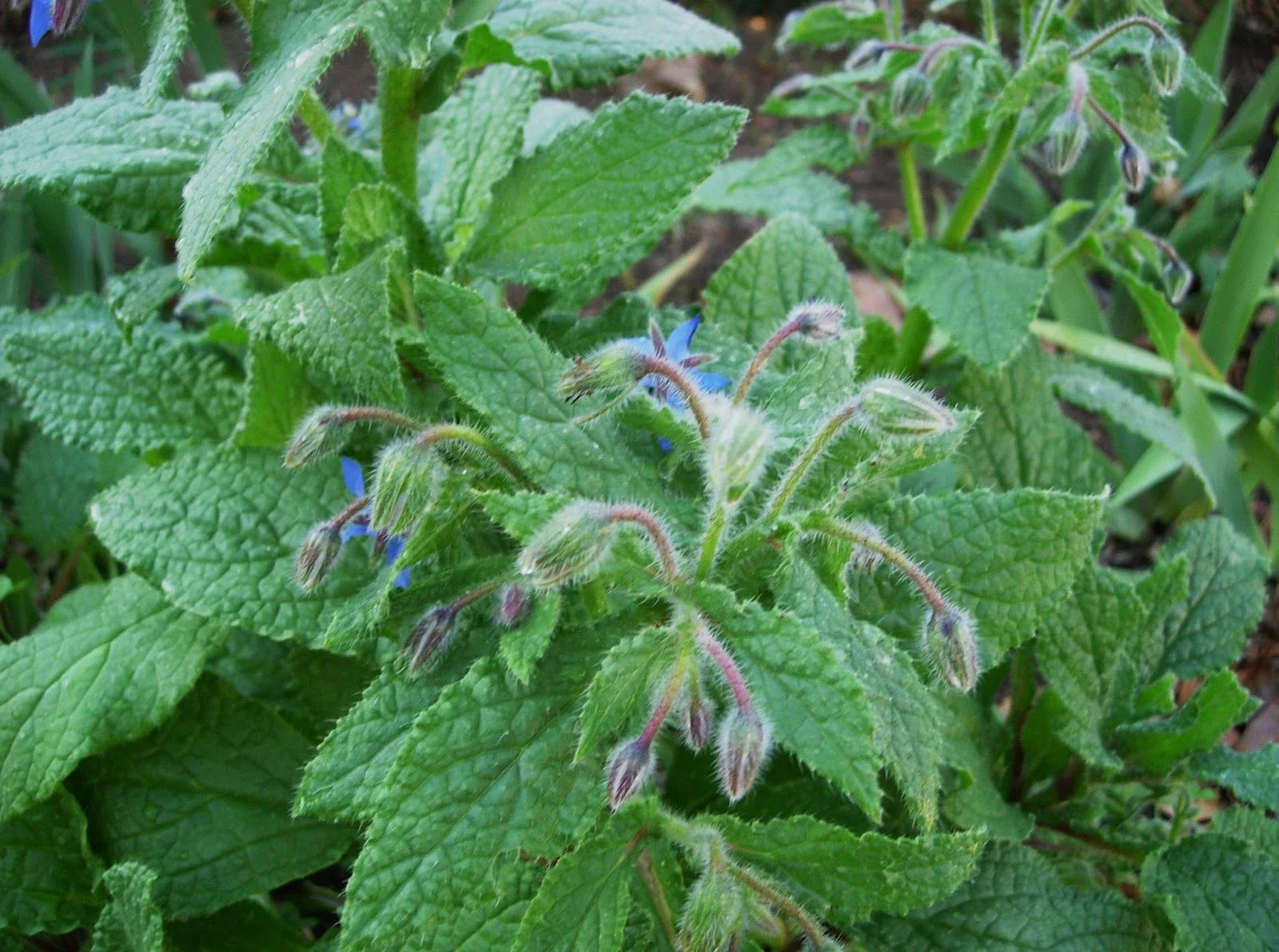Borage Seed 250+ Seeds | Fresh Herb Seeds for Garden | Borago officinalis