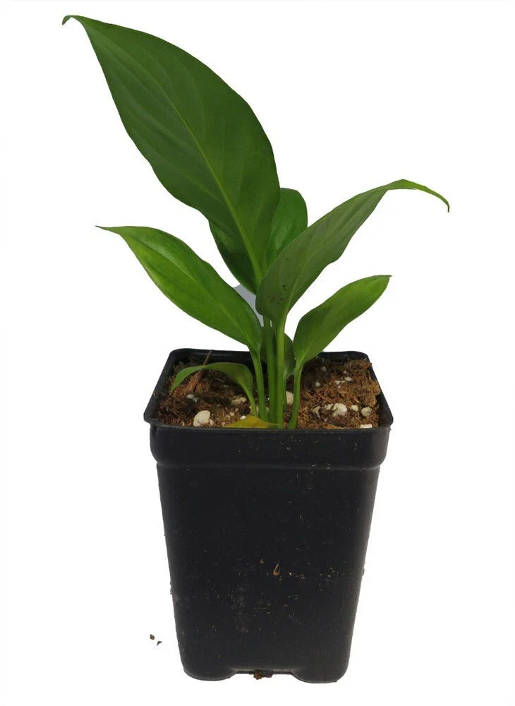 Peace Lily Plant - 2.5” Pot - Sunshine Loveworthy - Spathiphyllum - Easy Care Houseplant