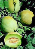 Honey Dew Melon Seeds - Heirloom 25+ Seeds, Sweet Green Variety - Delicious and Nutritious
