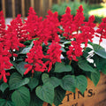 Red Salvia Seeds - 50 Perennial Flower Seeds for Hummingbirds - Salvia splendens - US Seller