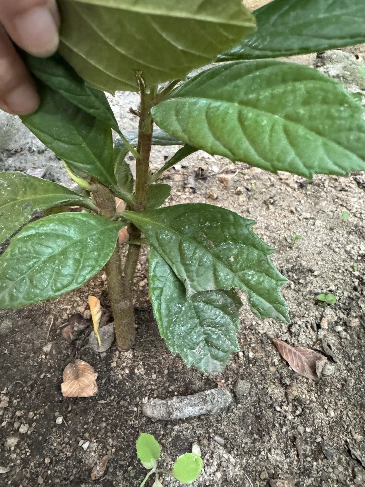 Loquat Tree Seedling - 8” Organic Loquat - Eriobotrya japonica - No Pot, Ready to Plant, Free Shipping
