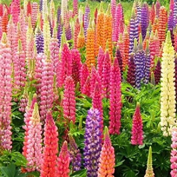 Rainbow Mix Lupine Seeds - 25 Perennial Flower Seeds - Colorful Blooming Flowers - Lupinus polyphyllus - US Seller