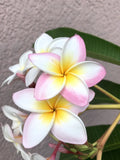 Rooted Plumeria Cutting, White with Pink Flowers, Frangipani (Plumeria spp.), 12+ Inches