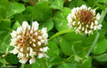 White Dutch Clover Seeds - Perennial Flower - 10356 Seeds - Trifolium repens - USA Shipping Available!