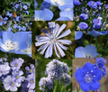 Wildflower Seeds 1 Oz Bulk Blue Mix - Colorful Native Flora for Gardens, Landscapes, and Pollinator Habitats (Various Species)