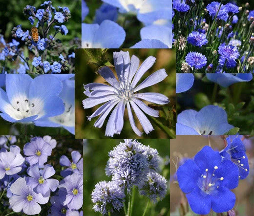 Wildflower Seeds 1 Oz Bulk Blue Mix - Colorful Native Flora for Gardens, Landscapes, and Pollinator Habitats (Various Species)