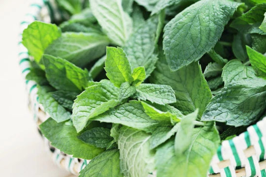 Spearmint Seeds - 100+ Premium Mentha spicata Seeds - Aromatic Herb for Garden - Free Shipping US Seller