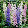 Delphinium Seeds - 200+ Standard Mix - Flower Garden Seeds for Planting - Delphinium elatum