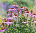 Purple Coneflower Seeds - 100+ Non-GMO Perennial Echinacea for Pollinators