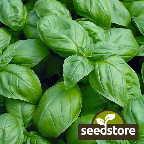 Sweet Basil Seeds - Heirloom Non-GMO Herb Seeds - Ocimum basilicum - Free Shipping