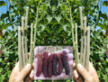 Pakistan Mulberry Cuttings - 10x Organic Fresh Rooting or Grafting Cuttings - Morus alba