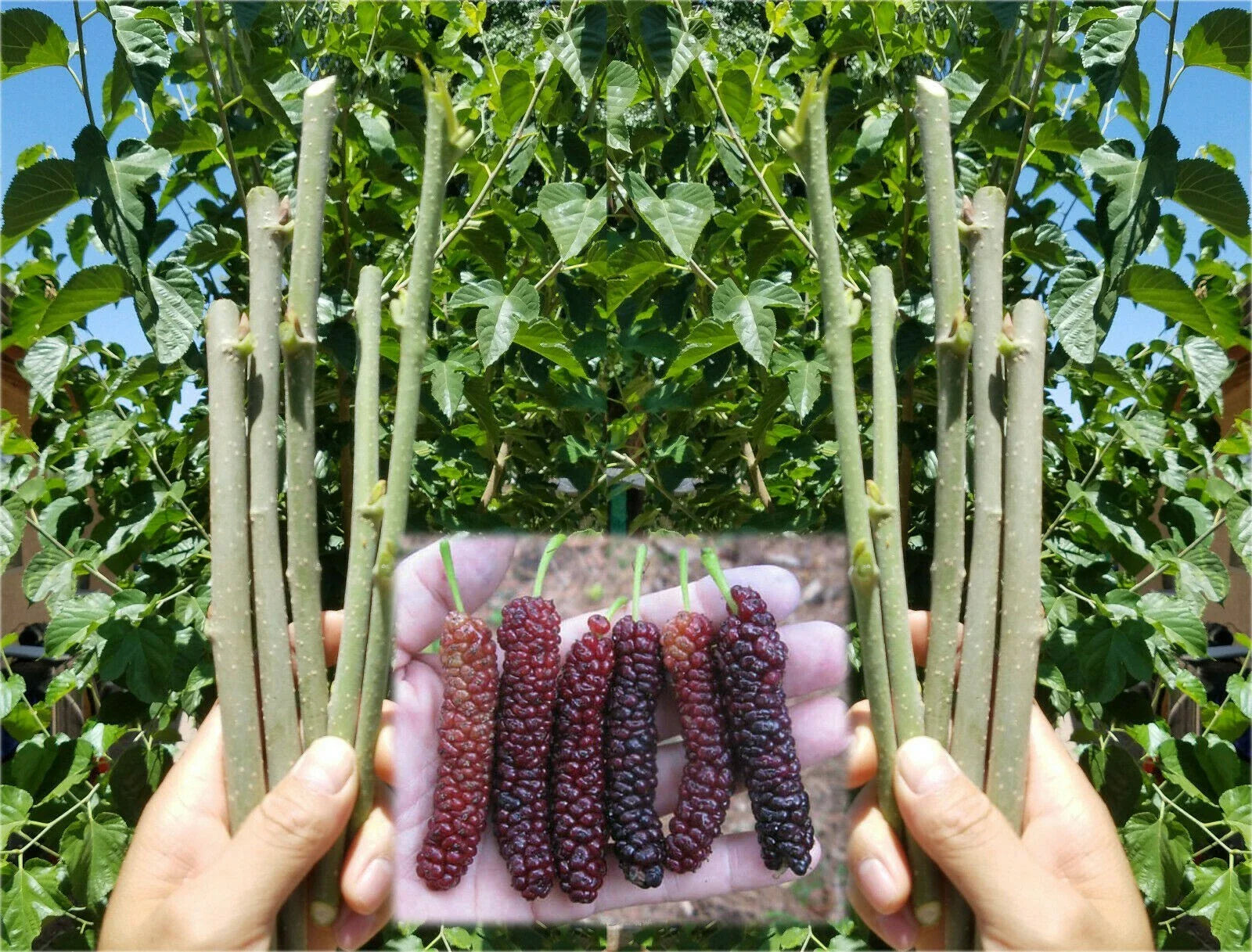 Pakistan Mulberry Cuttings - 10x Organic Fresh Rooting or Grafting Cuttings - Morus alba