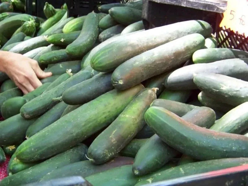 Heirloom Straight Eight Cucumber Seeds - 50+ Non-GMO Organic Seeds - Fresh Cucumis sativus