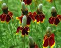 Mexican Hat Seeds 200 Count - Ratibida columnifera - Wildflower, Native Plant Seeds, Garden, Pollinator Friendly