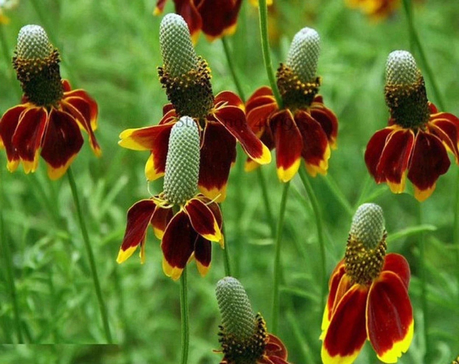 Mexican Hat Seeds 200 Count - Ratibida columnifera - Wildflower, Native Plant Seeds, Garden, Pollinator Friendly
