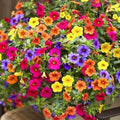 Petunia Flower Seeds 200+ Mixed Color Non-GMO | Rare Seeds for Planting | Petunia spp.