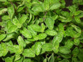 Greek True Oregano Seeds - Non-GMO Herb Seeds for Gardening - Origanum vulgare subsp. hirtum - Shipped with Tracking