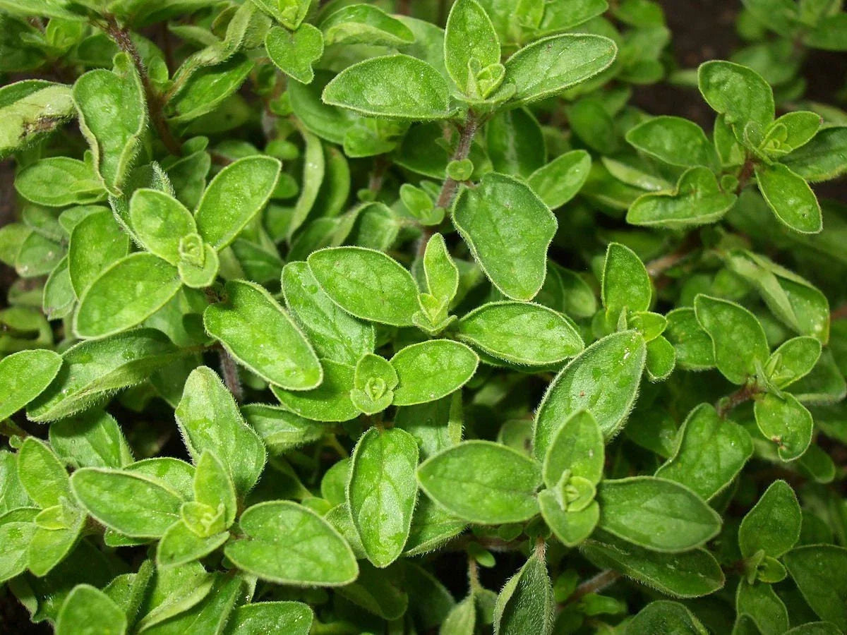 Greek True Oregano Seeds - Non-GMO Herb Seeds for Gardening - Origanum vulgare subsp. hirtum - Shipped with Tracking