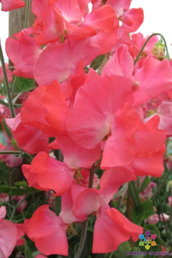 San Francisco Semi-Dwarf Sweet Pea Seeds - 50+ Pack - Edible Garden - Lathyrus odoratus - USA