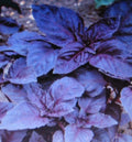 Dark Opal Basil Seeds - Bulk 1000 Seeds - Gourmet Culinary Herb - Ocimum basilicum