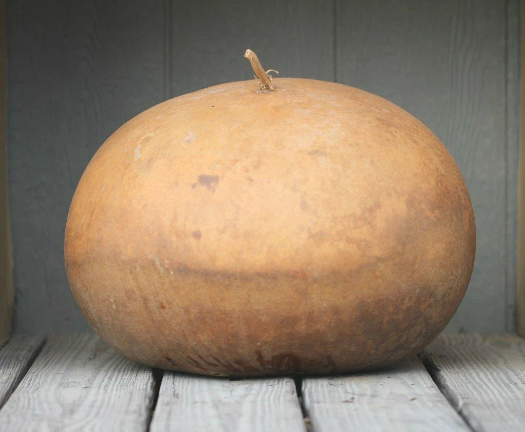 Giant Round Gourd Seeds - 10 Bushel Pack - Cucurbita maxima - Ideal for Planting and Fall Decor