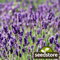 Munstead Lavender Seeds | Heirloom Non-GMO Herb Seeds | Lavandula angustifolia | Aromatic Perennial Gardening