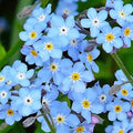 Forget Me Not Seeds - 500 Organic Seeds - Myosotis spp. - USA Grown - Free Shipping