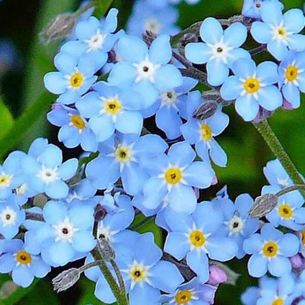 Forget Me Not Seeds - 500 Organic Seeds - Myosotis spp. - USA Grown - Free Shipping