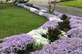 Creeping Phlox Bundle of 6 Bare Root Plants, Lavender & White Ground Cover, Deer-Proof, Phlox subulata