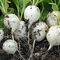 Hailstone White Globe Radish Seeds - White Button, NON-GMO, Heirloom Variety, Raphanus sativus
