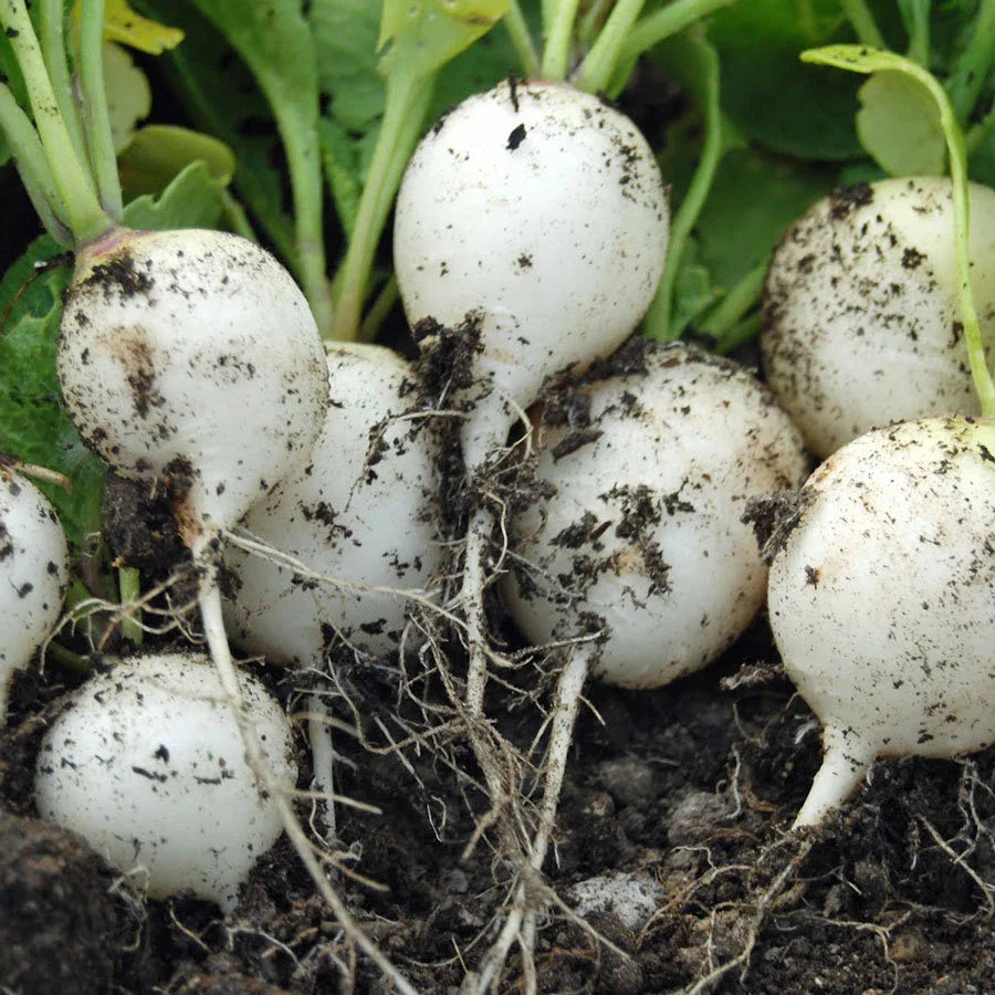 Hailstone White Globe Radish Seeds - White Button, NON-GMO, Heirloom Variety, Raphanus sativus