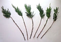 Leyland Cypress Cuttings - 15 Fresh Rooting Cuttings - Cupressocyparis leylandii