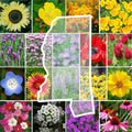 Wildflower Seed Mix - 1000 Seeds - Mississippi State Flower Perennials & Annuals - Non-GMO
