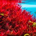 Rotala Vietnam H'Ra Bundle - Live Aquatic Plant for Aquarium or Pond - Easy Care, Lush Green Growth