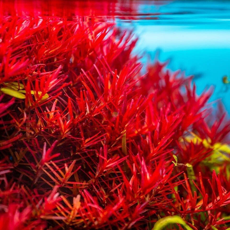 Rotala Vietnam H'Ra Bundle - Live Aquatic Plant for Aquarium or Pond - Easy Care, Lush Green Growth