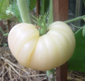 Great White Beefsteak Tomato Seeds, 10+ Heirloom Organic Non-GMO - Rare Varietal - Solanum lycopersicum