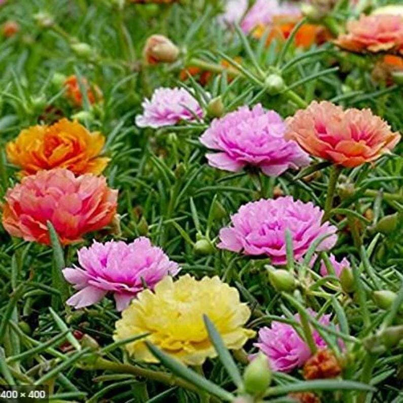 Double Mix Moss Rose Seeds - 100 Perennial Flower Seeds - Portulaca grandiflora - USA Seller