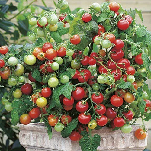 Tiny Tim Tomato Seeds | Heirloom Non-GMO Variety | Solanum lycopersicum | Free Shipping