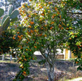 Tejocote Manzanita Hawthorn Seeds - 5+ Berry Tree Little Apple - Crataegus mexicana