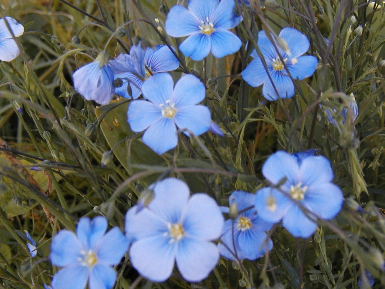 Flax Seeds 1000 Count - Blue Perennial Flower - Linum usitatissimum - GroCo USA - Ships Free with Any 15 Purchase
