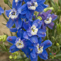 Delphinium Seeds - 200+ Summer Cloud Variety - Garden Planting - USA Grown - Free Shipping
