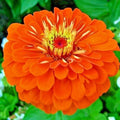 Zinnia Seeds - 301+ Orange Summer Flowering Annual Cut Flowers - Easy to Grow Garden Plants - Zinnia elegans